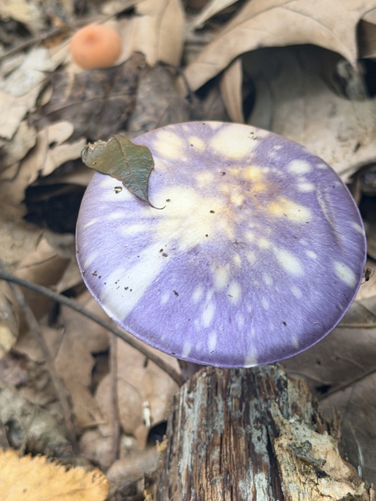 Viscid Violet Cort · September 2026 · photo: Photo: no rights reserved · iNaturalist