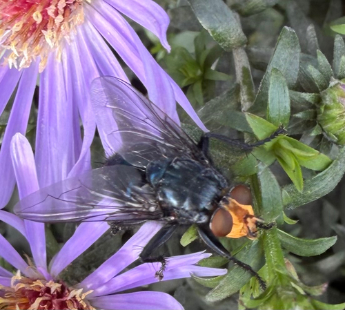 Yellow-faced Blowfly