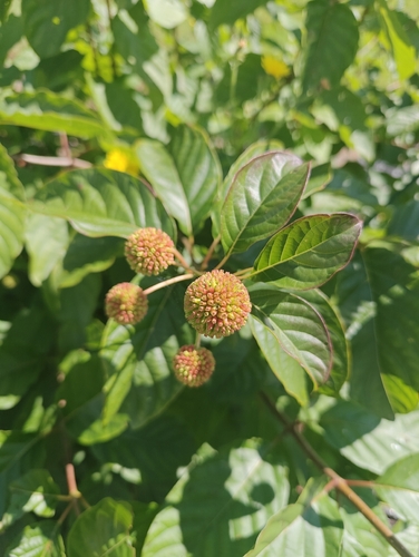 buttonbush