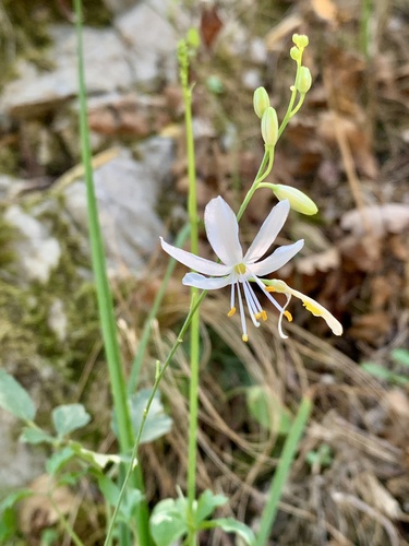 Anthericum ramosum, photograph 6
