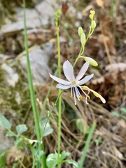 Anthericum ramosum, photograph author not stated, no rights reserved