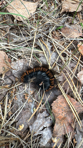 Fox Moth