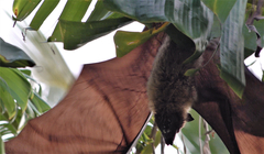 Pteropus seychellensis comorensis