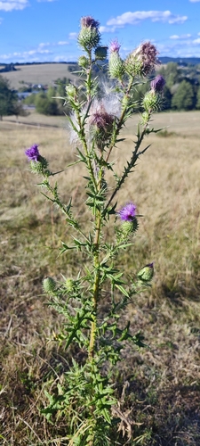 Bull Thistle