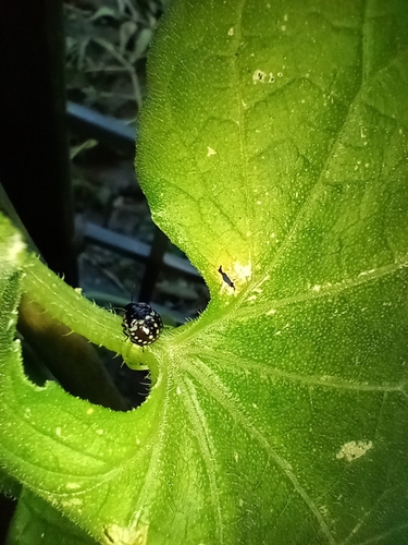 Southern Green Stink Bug
