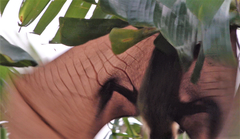 Pteropus seychellensis comorensis
