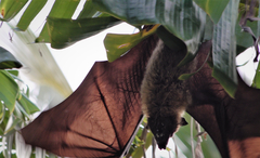 Pteropus seychellensis comorensis