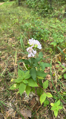 common soapwort