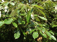 Quercus calophylla