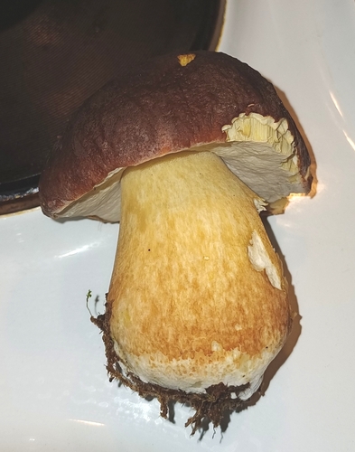Pine Bolete