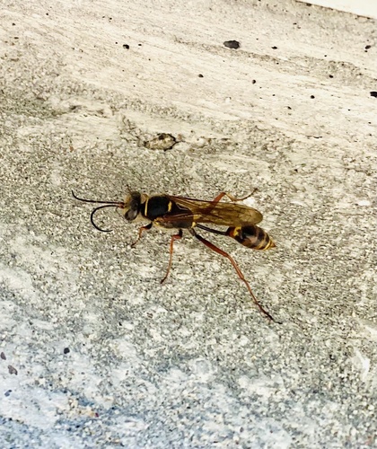 Asian Mud-dauber Wasp
