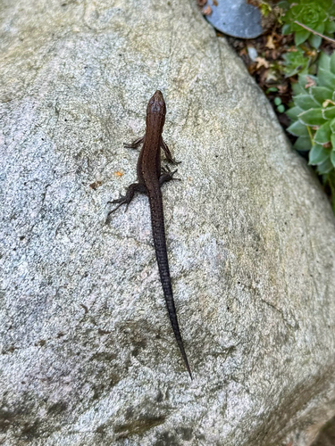 Viviparous Lizard