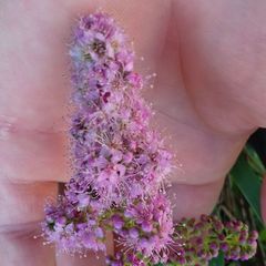 Spiraea salicifolia