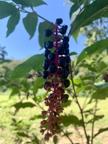 American pokeweed