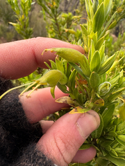 Eremophila glabra, photograph (c) Tyler Anthony, some rights reserved (CC BY)