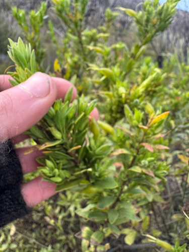 Eremophila glabra, photograph 6