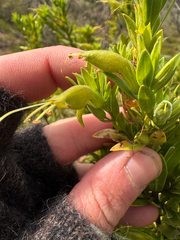 Eremophila glabra, photograph (c) Tyler Anthony, some rights reserved (CC BY)