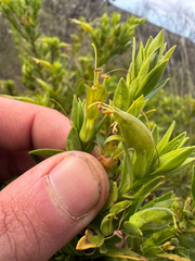Eremophila glabra, photograph (c) Tyler Anthony, some rights reserved (CC BY)