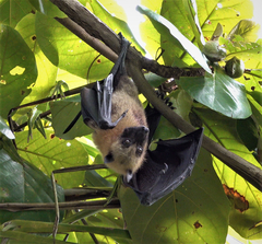 Pteropus seychellensis comorensis