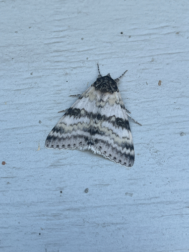 White Underwing