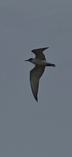 iNaturalist image