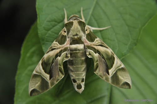 Oleander Hawkmoth