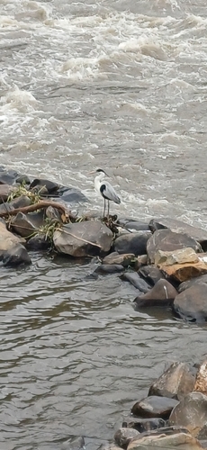 Cocoi Heron