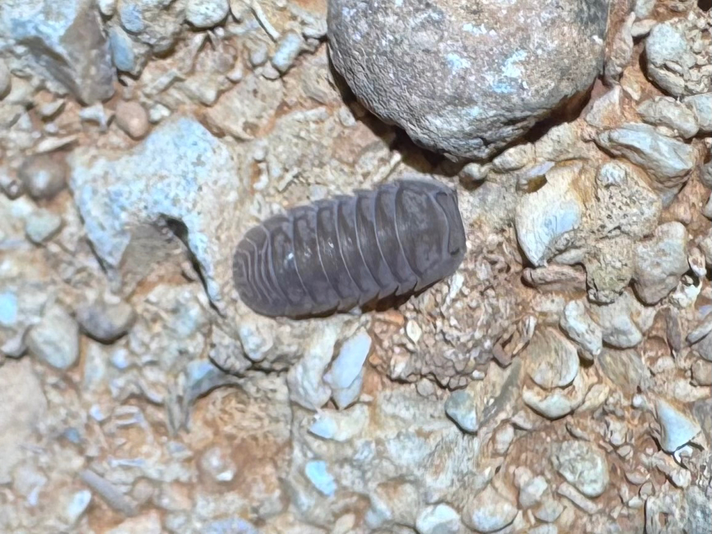 Buddelundia humphreysi