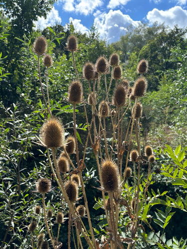 Dipsacus laciniatus, photograph 2
