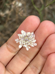 Cephalaria transsylvanica