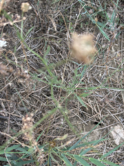 Cephalaria transsylvanica, photograph (c) Alexandr Stanislavschi, some rights reserved (CC BY)