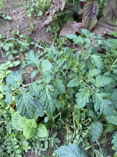 Наблюдение на iNaturalist