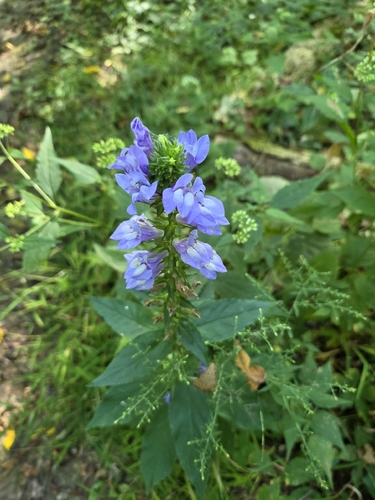 great blue lobelia