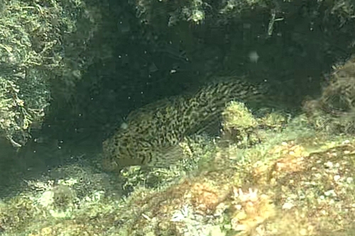 Rusty Blenny