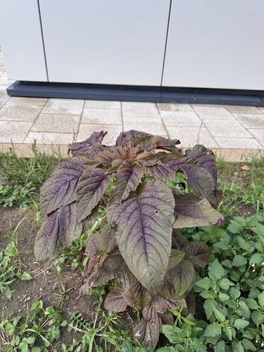 Наблюдение на iNaturalist