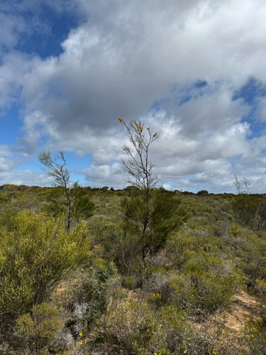 Grevillea excelsior, photograph 1