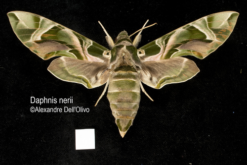 Oleander Hawkmoth