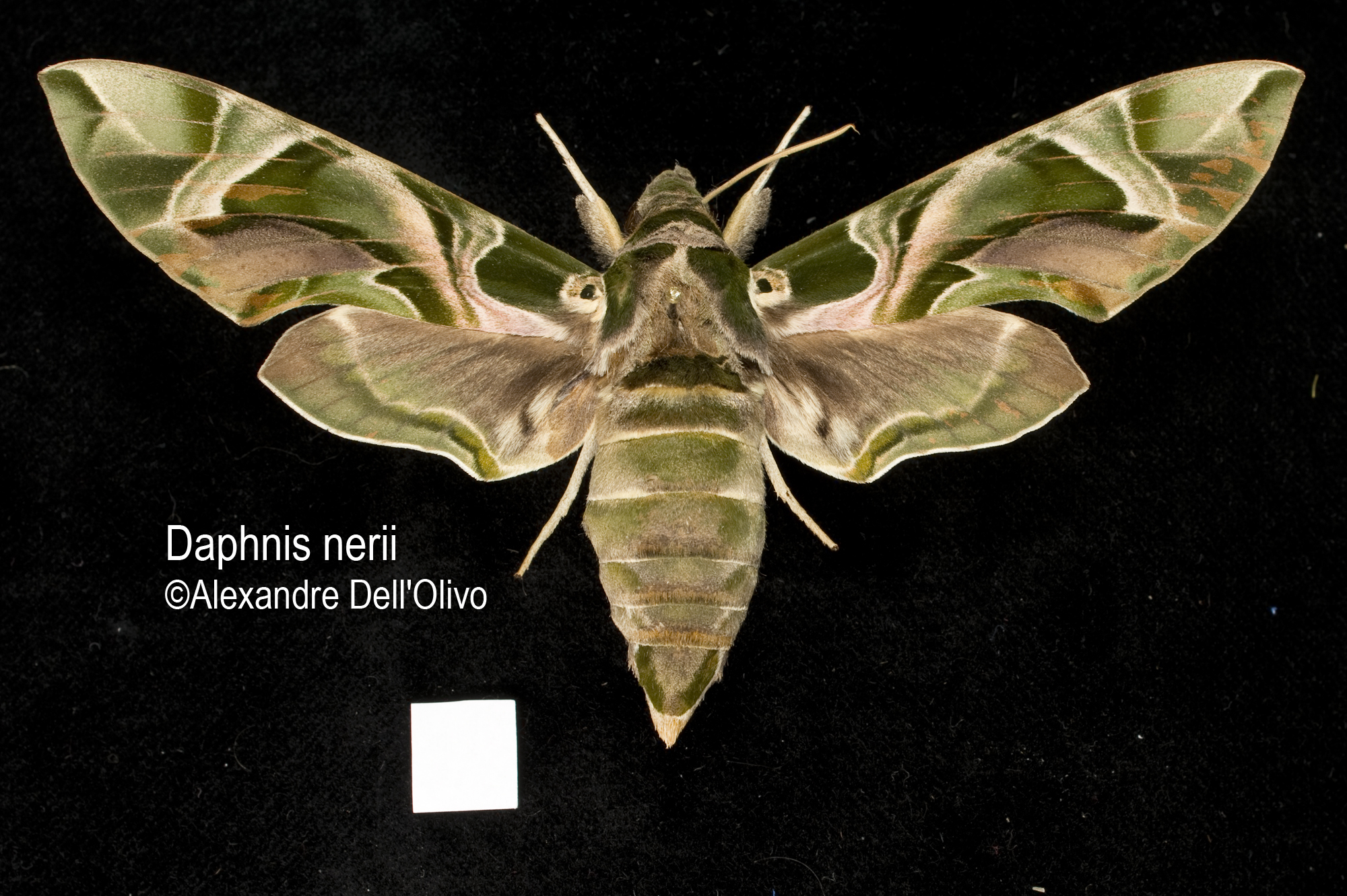 1 x Daphnis nerii, Oleander Hawk-Moth