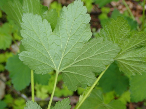 Kalninis serbentas nuotrauka