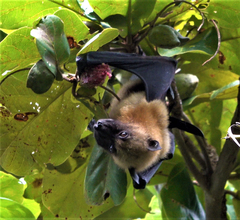 Pteropus seychellensis comorensis