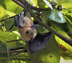 Pteropus seychellensis comorensis