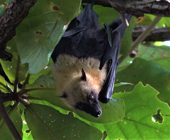 Pteropus seychellensis comorensis