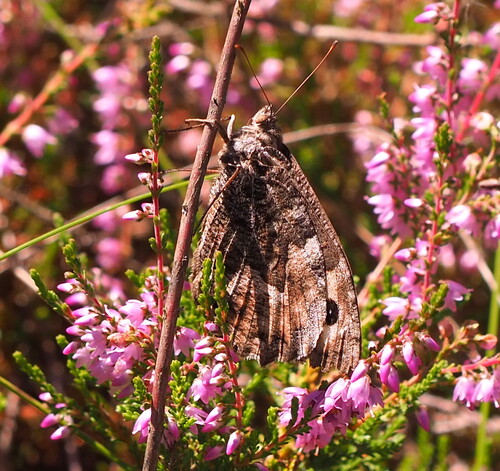 Grayling