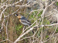 Schistochlamys ruficapillus
