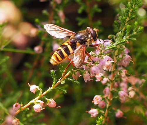 Yellow-barred Peat Hover Fly