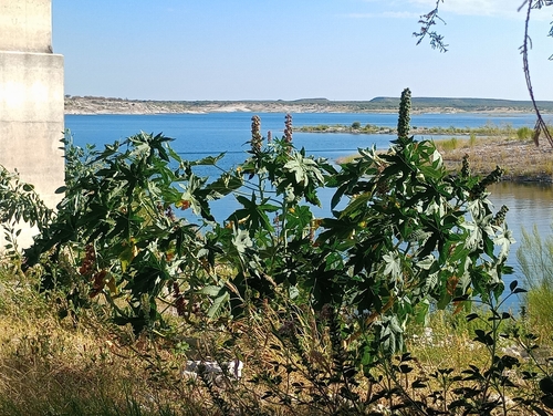 castor bean