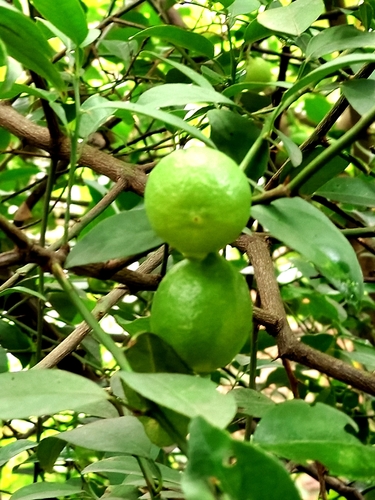 Citrus medica observed 2026-09-06