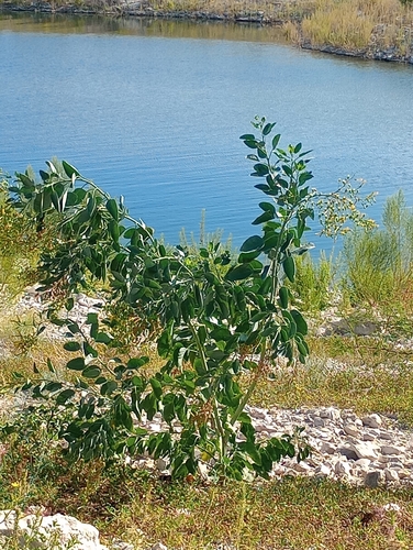 tree tobacco