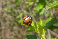 Calligrapha spiraeae