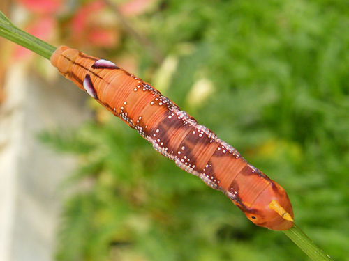 Oleander Hawkmoth
